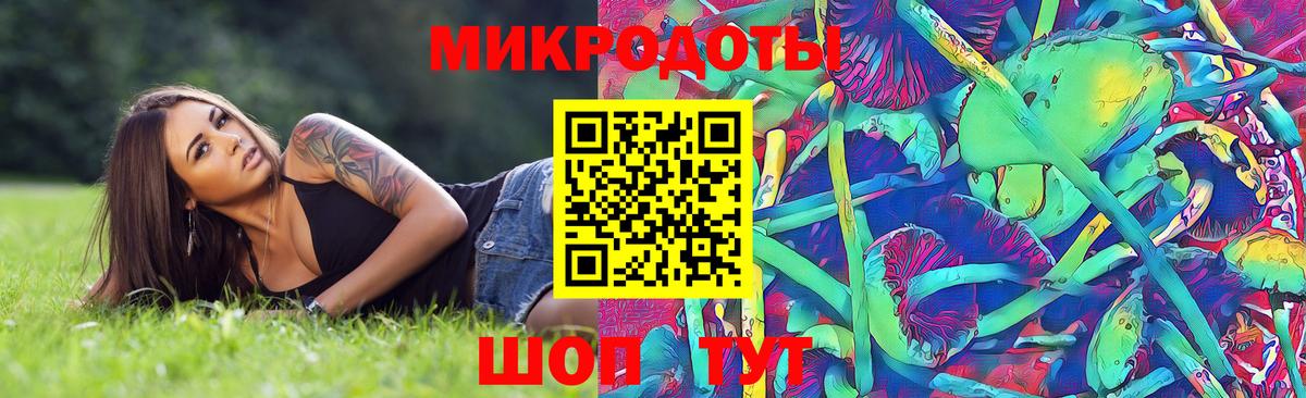 Псилоцибиновые грибы Psilocybe Томск